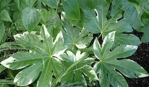 Вид на Fatsia japonica f variegata