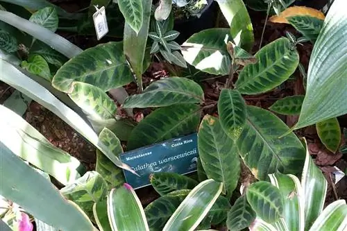 Калатея варшевича