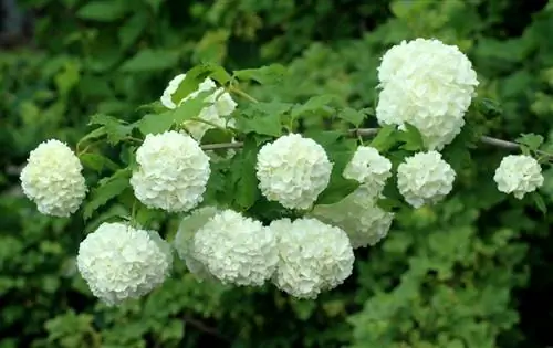 Viburnum opulus - кустарник, поддерживающий заморозки.