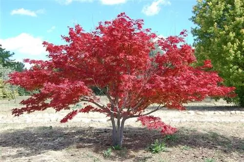Образец Acer palmatum