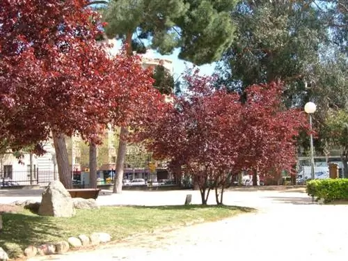 Образцы Prunus cerasifera var. писардии
