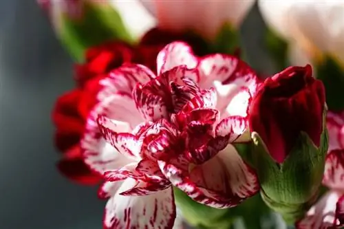 Dianthus caryophyllus в цветке