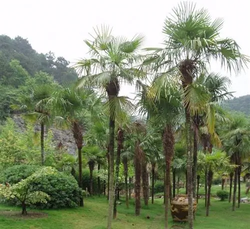 Trachycarpus Fortunei, очень устойчивая пальма.