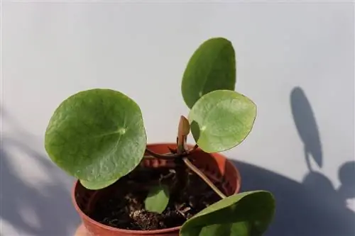 Pilea peperomioides - небольшое травянистое растение.