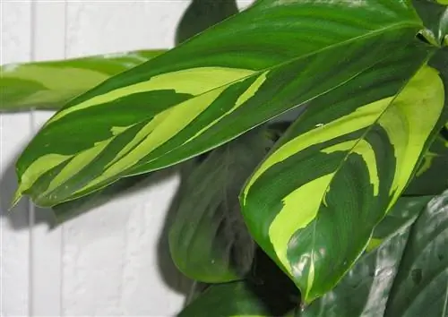 Ctenanthes pilosa - экзотическое растение.