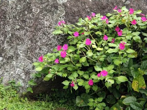 Impatiens walleriana - многолетнее травянистое растение.