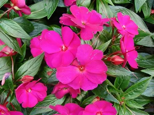 Impatiens hawkeri - цветущее растение.