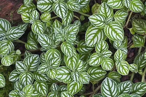 Impatiens marianae - это разновидность радостного растения.