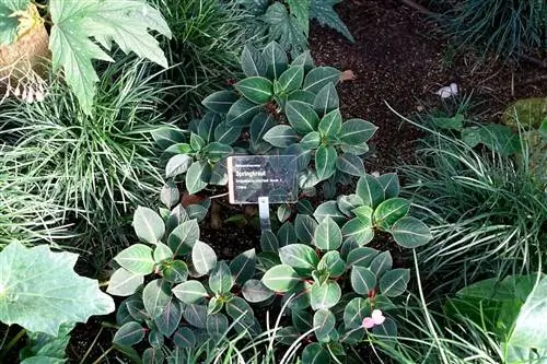 Impatiens morsei - трава с зелеными листьями.