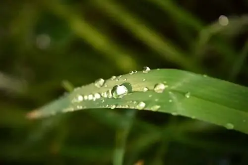 Можно ли опрыскивать растения водой?