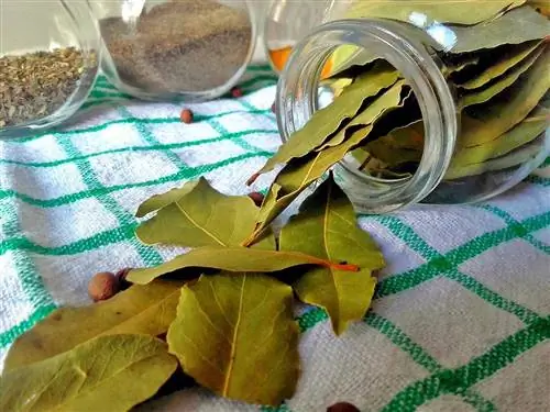 Лавр можно использовать в кулинарии, медицине и как инсектицид.