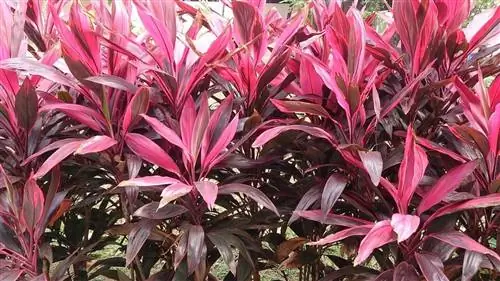 Cordyline fruticosa - многолетний кустарник.