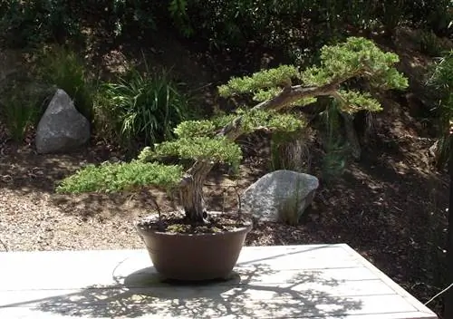 Juniperus_chinensis_'Prostrata'_bonsai Juniperus_chinensis_'Prostrata'_bonsai