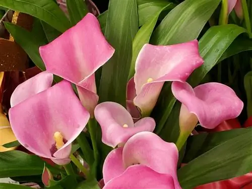 Калла розовая (Zantedeschia rehmannii)