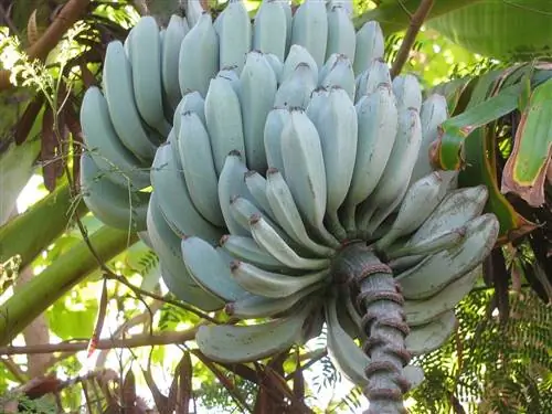 Синий банан (Musa acuminata × balbisiana 'Blue Java')