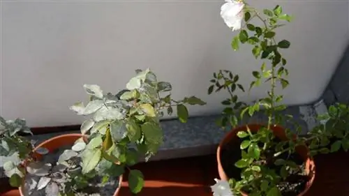 куст пепельной розы