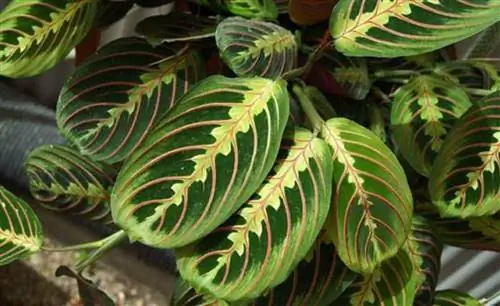 Maranta leuconera: уход Maranta leuconera: уход