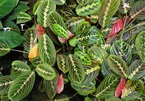 Maranta leuconeura тропическая Maranta leuconeura тропическая