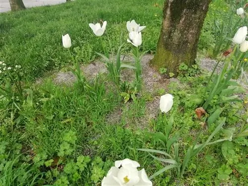 геснерианский тюльпан в саду