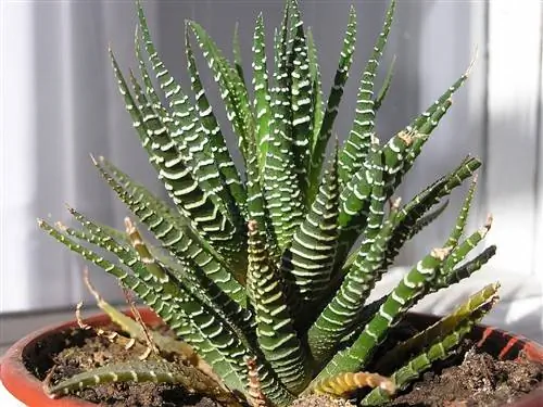 Haworthia attenuata - небольшое растение.