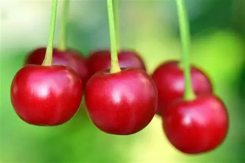 Бурлатная вишня - разновидность Prunus.