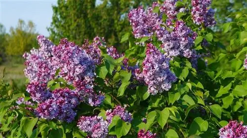 Сирени нужны большие горшки