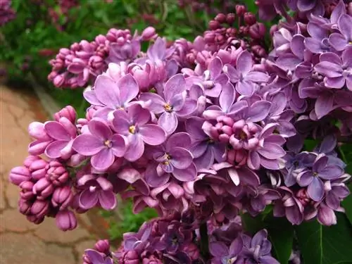 Syringa vulgaris, дерево, которое можно выращивать в горшке