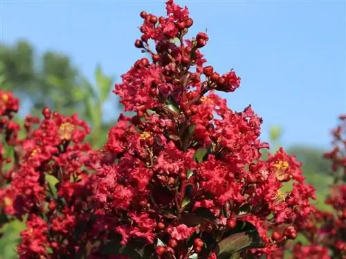 Lagerstroemia Red imperator имеет маленькие красные цветы.