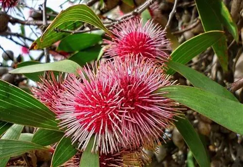 Hakea laurina - дерево среднего размера.
