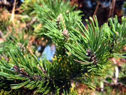 Pinus mugo растет в горшке Pinus mugo растет в горшке