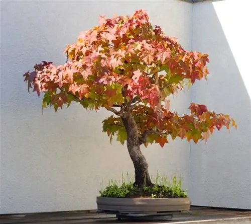 Бонсай Sweetgum с красноватыми листьями