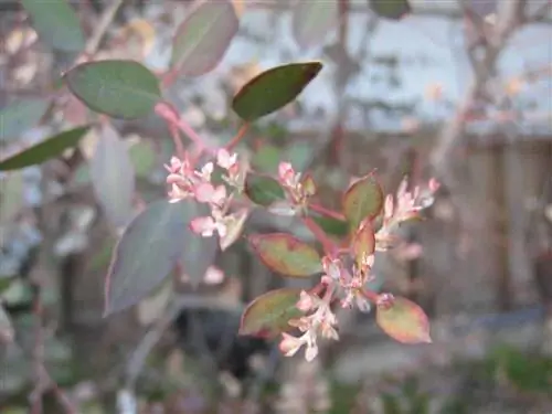 цветение Eucalyptus gunnii