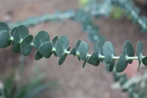Листья Eucalyptus gunnii голубовато-зеленые
