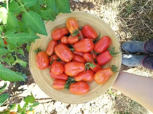 урожай сан-марцано