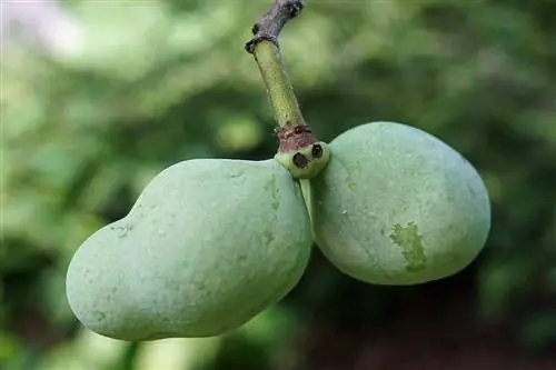 Asimina triloba - фруктовое дерево тропического происхождения.