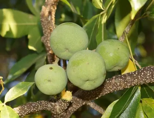 Casimiroa edulis - тропическое фруктовое дерево.