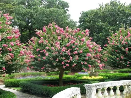 Lagerstroemia indica - маленькое деревце
