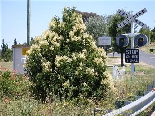 Ligustrum japonicum - вечнозеленое дерево.