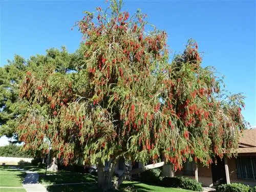 Callistemon viminalis - низкорослое дерево.