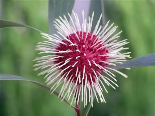 У Hakea laurina редкие цветы.