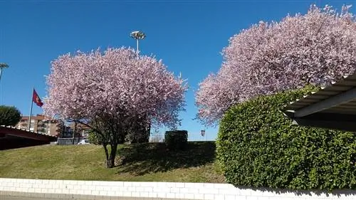 Prunus cerasifera - декоративное дерево.