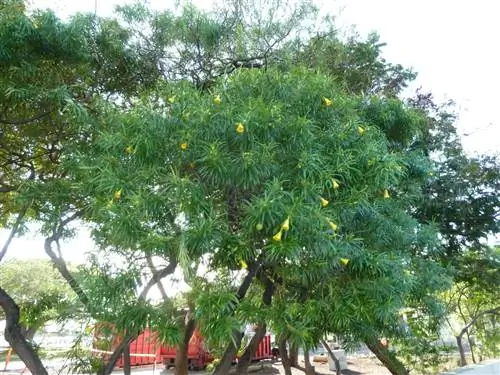 Thevetia peruviana - вечнозеленое дерево.