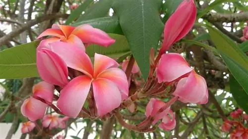 Plumeria rubra - разновидность франжипани.