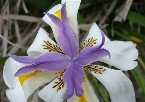 Dietes grandiflora родом из Южной Африки.