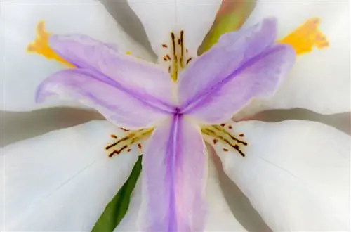 Dietes grandiflora очень устойчива