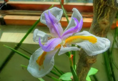 Dietes grandiflora предпочитает находиться на полном солнце.