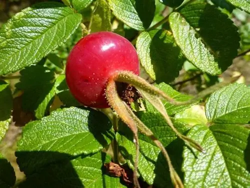 Шиповник, плоды розового куста Шиповник, плоды розового куста