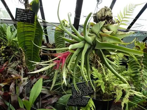 Tillandsia streptophylla с цветком
