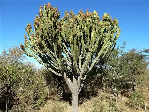 Euphorbia ingens обитает в саванне.