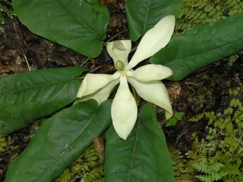 Magnolia fraseri - большое дерево.